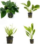 4 Potted Live Aquarium Plants Bundle - Anubia, Amazon Sword, Kleiner Bar, Narrow Leaf