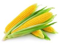 Seedscare Sweet Corn Hybrid Seeds- 1kg Professional Seeds Pack