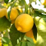 YouGarden Citrus Lemon 'Citron' Tree in 9cm Pot, Lemon Trees for Gardens, Grow Your Own Lemon Tree in Garden and Home, Perfect for Pots and in Ground, Supplied as Ready to Plant Tree