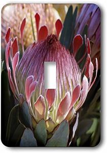 3dRose LLC LSP_89713_1 Protea Flower, Haleakala, Maui, Hawaiim Us12 Dpb1360m Douglas Peebles Single Toggle Switch