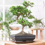 Bonsai Chinese Elm Tree - Traditional Japanese Indoor Houseplant in 15cm Tray