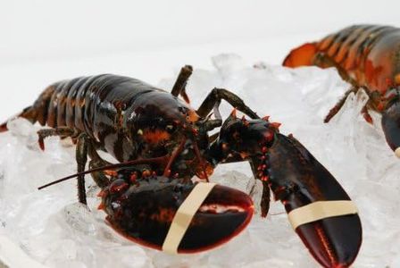 Live New England Lobster, 2-3 lb avg, 10 lb Case - Fresh Gourmet Lobsters for Chefs and Culinary Enthusiasts