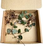 Real Live String of Hearts Plant (Ceropegia woodii) Hanging Succulent House Plant (2X Rooted cuttings)