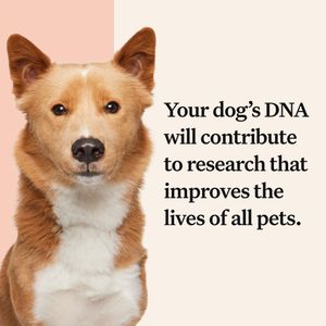 Wisdom Panel Premium Dog DNA Test – Breed & Health Screening Kit