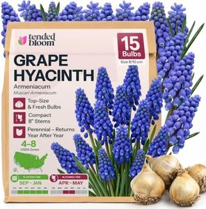Tended Bloom 15 Armenian Grape Hyacinth Flower Bulbs Muscari Armeniacum