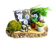 Terrarium Starter Kit Small for Closed Jar Terrariums. Gardening Set includes 3 Plants, Moss, Soil, Gravel Activated Charcoal, Step-by-Step Guide. Great Gift idea for Women and Men