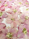 24 pcs Pink Larkspur Real Natural Dried Pressed Flowers for Resin Art Craft DIY