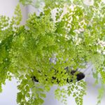 Carbeth Plants - Indoor Plants - Build Your Own Houseplant Collection - 7cm to 9cm Pots - Maidenhair Fern Plant - Adiantum raddianum in 8.5cm Pot