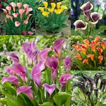 ANDHAGNAI Calla Lily MIx Flower Bulbs Grow All Season for Home Gardening Pack of 10