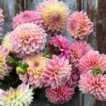 Radha Krishna Agriculture® Imported Dahlia Flower Bulbs mixed color | Fragrant Flowers Planting Bulb For all season Outdoor And Indoor Gardening Pack of 2