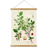 ABoby Vintage Hanging Poster, Illustrative Reference Plant Poster, Retro Style of Botanical Wall Art Prints, Printed on Linen with Wood Frame, Ready to Hang