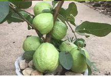 Original sweet Baruipur Guava (Peyara) live plant, fruit tree,amrud rare apple guava (fruit After one yea) guti kolom