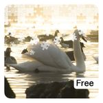 Lake Bird Jigsaw Puzzles