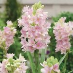 Plantopia Pink Rajnigandha Live Bulb Polianthes tuberosa L Tuberose Beautiful and Charming Flower Bulb For Home Garden Pack of 1 Without Pot, PP_91