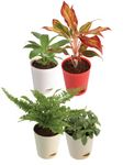 UGAOO Combo of 4 Indoor Live Plants for Home Decor with Pot - Fittonia Green, Peace Lily, Aglaonema Red, Fluffy Ruffles Fern