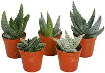 Set of Mixed Aloe Succulents Cactus House Plant Pot Home Decorative Easy to Grow (5)