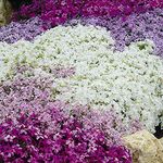 You Garden - Carpet Phlox Collection, Pack of x 6 Plants in 9cm Pots, Ready to Plant, Early Spring Flowering