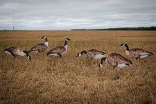 Hunting Decoys