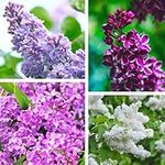 200+ Mixed Lilac Seeds for Planting