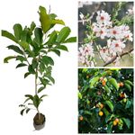 Native Earth® Bakul Flower Plant Mimusops Maulsari Elanji Spanish Cherry Live Plant (2 Year Old Plant, Height 3feet)