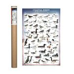 EuroGraphics Coastal Birds Poster 36 x 24 inch