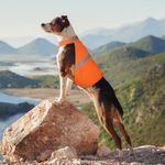 Orange Dog Vest High Visibility Saf