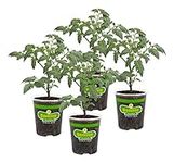 Bonnie Plants Patio Tomato, 19.3 oz