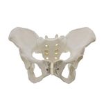 Yoiimiya Life Size Female Pelvis, Hip - Female Anatomy, Hip Bone Pelvic Female Anatomical