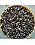 Josan Brothers Organic Farm Natural Black Wheat Seeds for Farming and Sowing (1 kg)