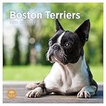 2024 Boston Terriers Monthly Wall Calendar by Bright Day, 12 x 12 Inch