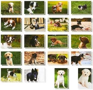 40 Pack Puppy Dog Postcards Bulk Set - All Occasion Assorted Blank Post Cards Greeting Bulk Box Set - 4 x 6 Inches