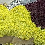 Sedum Acre Perennial Groundcover 100 Flower Seeds