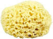 Neptune Natural Sea Wool Sponge - All Natural Honeycomb Renewable Sea Sponge, X -Large, Approx. 6 Inches