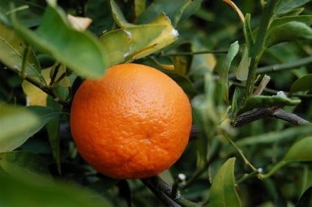 TANGERINES