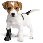 Wound Recovery Boot for Dogs. Protects and Heals Paw. Made from Softshell, Water Resistant and Breathable Material. Recommended by Vets. (XX-Large, Black)