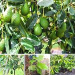 AGRO ALIVE Rare Hybrid Hass Variety Avocado Grafted Live Plant