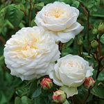 Heirloom Roses David Austin Rose Plant - Tranquillity® White Rose Bush, Live Plant for Planting Outdoors