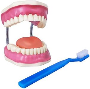 Evotech Dental Teeth Care Model, W/Giant Toothbrush, Kids Dental Care Teaching Demonstration Model, Speech Therapy Teaching Tool, Adult Standard Typodont Demonstration Teeth Model