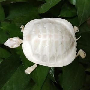 Natural Turtle Shell, Real Animal Bones Specimen Collection for Home Decoration Special Gifts (White Tortoise Skeleton)