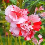 Balsam flower seeds double petal - Mixed colour double balsam flower - Pack of 138