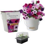 Pronto Seed Petunia Grow Your Own K