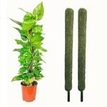 WingDong Plant Support Moss Stick- Green Grass Pole for Plants Support, Support Stick for Money Plant, Climbing Indoor Plants(3 ft, Set of 2)