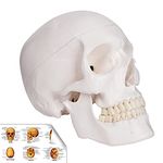 RONTEN Human Skull Model, Life Size Replica Medical Anatomy Anatomical Adult Model with Removable Skull Cap and Articulated Mandible, Full Set of Teethï¼Å’7.2x4.2x4.95in