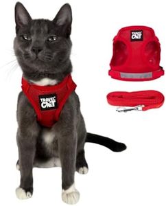 Travel Cat