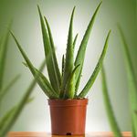 Aloe Vera | Indoor Air-Purifying Succulent Houseplant | 25-35cm with Pot