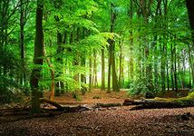 Photo Background Forest