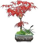 Stunning Red Japanese Maple Tree Li