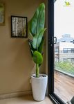 Blooming Floret Artificial Banana Plant for Home/Office Decor/Gifting | Natural Looking Leaves | 157 cm Tall Ornamental Plant with Basic Black Pot | Pre-Potted Indoor Plant