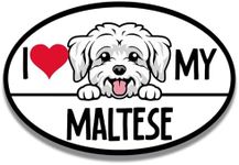 Magnet Me Up I Love My Maltese Dog Breed Car Magnet Decal, 4x6 Inches Oval, Decorative Magnet, Charming and Playful Breed, Cute Peeking Dog Bumper Magnet, Gift for Maltese Dog Lover, Crafted in USA