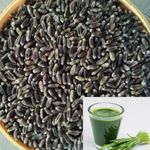 Seedbasket Organic Wheatgrass Microgreen seeds for Wheat grass juice (100 Grams | 1800 Seeds) (Black Wheatgrass Seed)